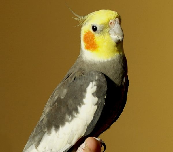 Linnut